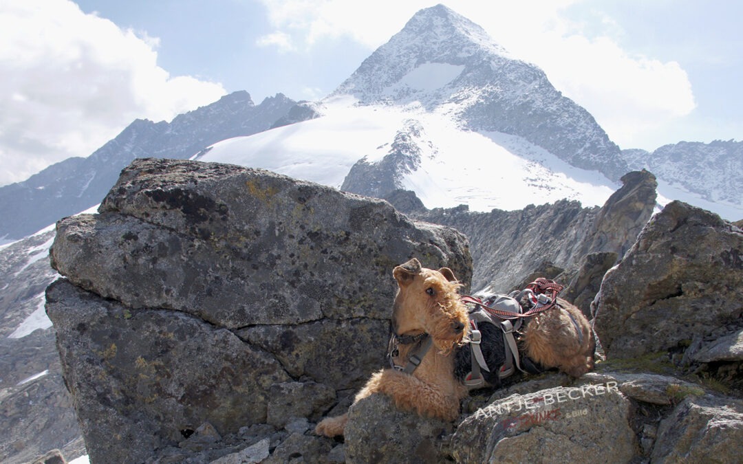 Bergdale am Obersulzbachtörl mit Großem Geiger